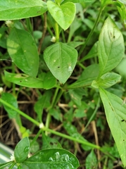 Pterygota