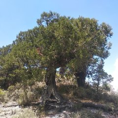 Juniperus deppeana deppeana