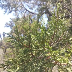 Juniperus deppeana deppeana