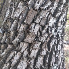 Juniperus deppeana deppeana