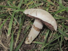 Agaricus braendlei
