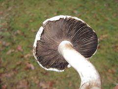 Agaricus braendlei