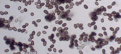 Agaricus braendlei