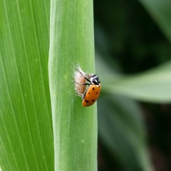 Dinocampus coccinellae