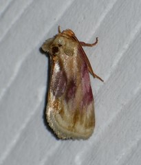 Chamaeclea basiochrea