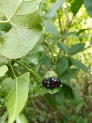 Labidomera suturella