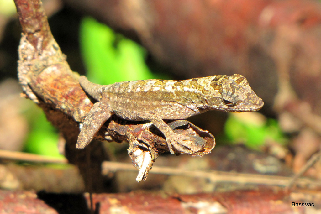 Roatan Anole