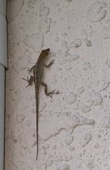 Anolis sagrei