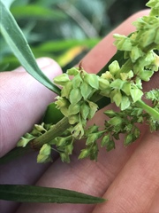 Rumex pseudonatronatus