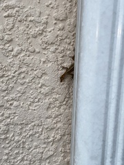 Anolis sagrei
