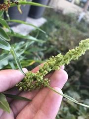 Rumex pseudonatronatus