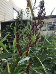 Rumex pseudonatronatus