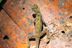 Anolis roatanensis