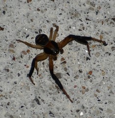 Xysticus texanus