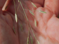 Eragrostis elliottii