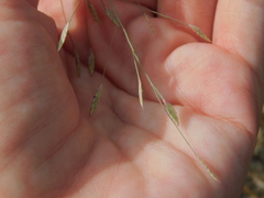 Eragrostis elliottii