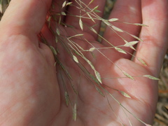 Eragrostis elliottii