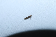 Aristotelia rubidella