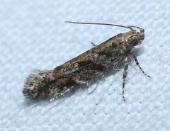 Aristotelia rubidella