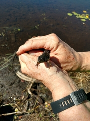Lithobates clamitans image