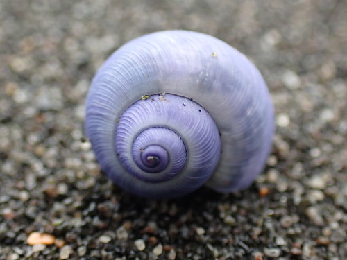 photo of Dwarf Violet Snail (Janthina exigua)