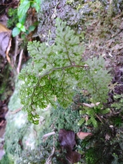 Hymenophyllum polyanthon