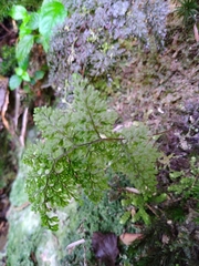Hymenophyllum polyanthon