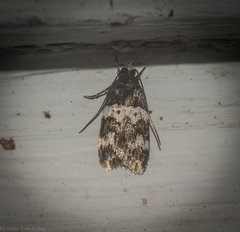 Sphyrelata melanoleuca