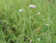 Sanguisorba parviflora