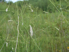 Sanguisorba parviflora