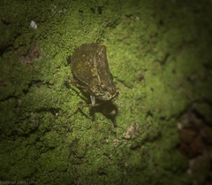 Cotylana angustifrons