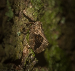 Cotylana angustifrons