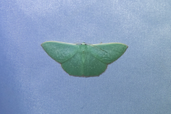 Prasinocyma semicrocea