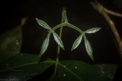 Bouchardatia neurococca