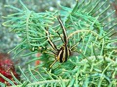 Allogalathea elegans