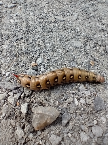 Bedstraw Hawkmoth photo 4