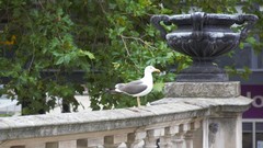 Larus fuscus