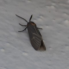 Pygarctia pterygostigma