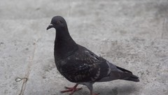 Columba livia domestica