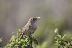 Troglodytes sissonii