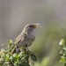 Socorro Wren - Photo (c) world_lineage, some rights reserved (CC BY-NC), uploaded by world_lineage