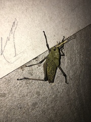 Taeniopoda varipennis