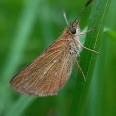 Piruna gyrans