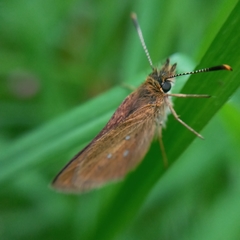 Piruna gyrans