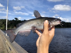 Ameiurus catus
