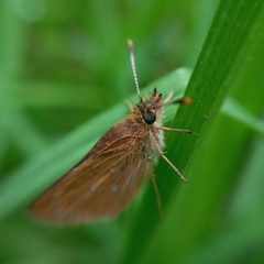 Piruna gyrans