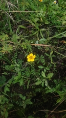 Bidens anthemoides