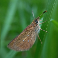 Piruna gyrans