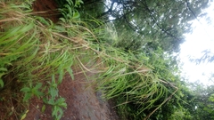 Trisetum virletii