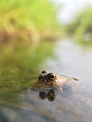 Fejervarya kawamurai